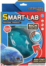 Scientific Anatomy Set – Fish