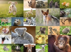 RAVENSBURGER Puzzle – Animal Babies 200 XXL Pieces