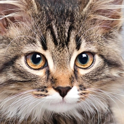 Квадратен пъзел CURIOSI Q Animal – котка, 66 части
