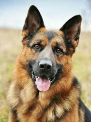 Diamond Painting German Shepherd 30x40 cm