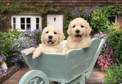 Ravensburger puzzle Golden Retrievers 200 pieces