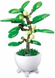 Sluban тропическо растение в саксия