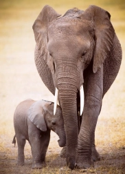 Puzzle Elephant and Calf 1000 Pieces