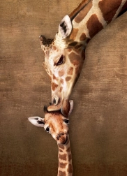 Giraffe Kiss Puzzle XL 500 Pieces