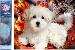 Diamond Painting – White Puppy 30 × 40 cm