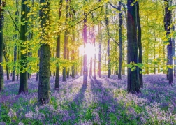 Puzzle Gentle Blue Bells in the Forest 1000 Pieces