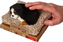 Perfect Petzzz малко бернско планинско куче на легълце