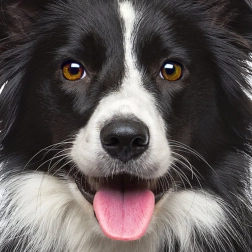 Квадратно пъзел Q Animal: куче 66 части