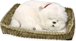 Осинови си кученце малтийска болонка PERFECT PETZZZ