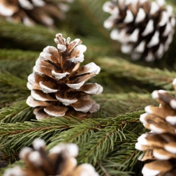 Christmas decoration: snow-covered pine cones in an organza bag, 10 pcs