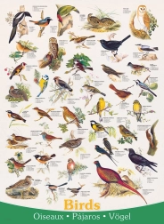 Puzzle Birds 1000 Pieces