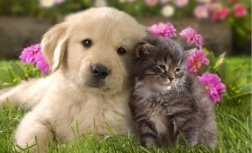 Diamond painting puppy and kitten 30 × 40 cm