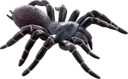 Plastic Tarantula – Realistic Toy for Kids