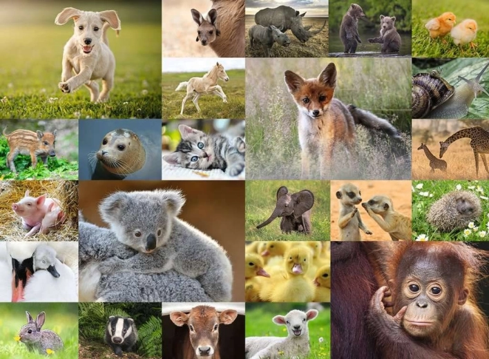 RAVENSBURGER Puzzle – Animal Babies 200 XXL Pieces