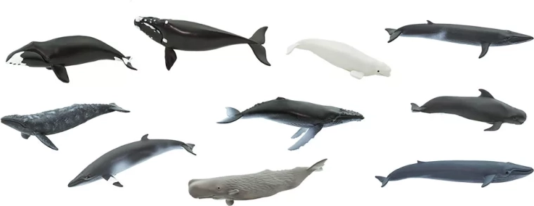 10 whale species in one tube