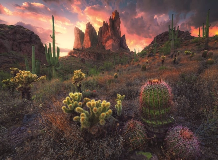 Puzzle Cacti at Dusk 500 Pieces