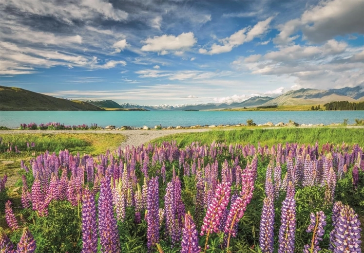 Clementoni puzzle Lupins at Lake Tekapo 1500 pieces