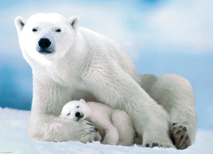Eurographics puzzle Polar Bear and Cub 1000 pieces