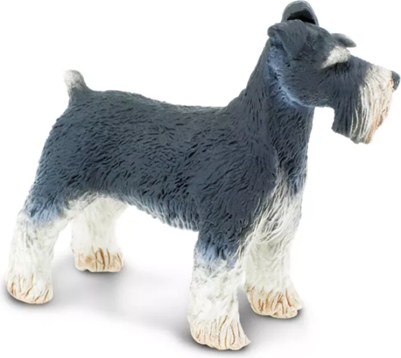 Faithful Schnauzer details