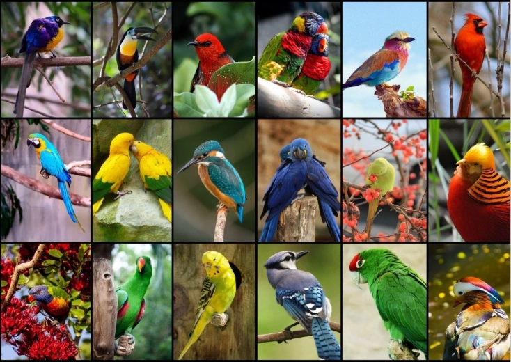 Puzzle The Most Beautiful Birds of the World 1500 Pieces