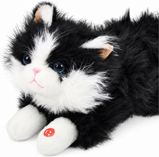 Adorable black-and-white appearance