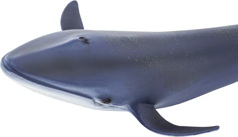 Safe and non-toxic toy