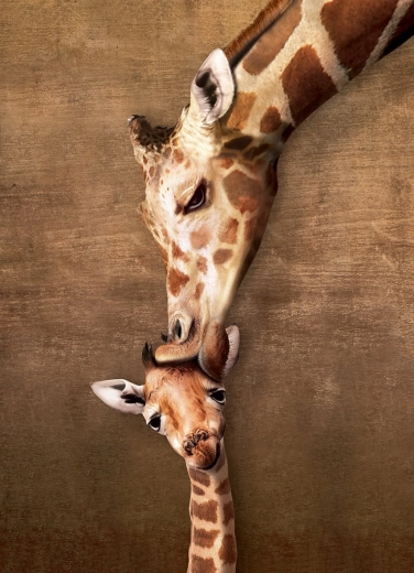 Giraffe Kiss Puzzle XL 500 Pieces