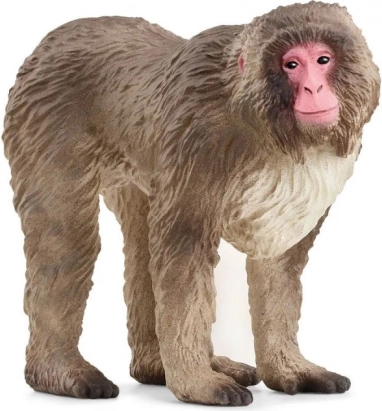 Japanese Macaque Figure Wild Life