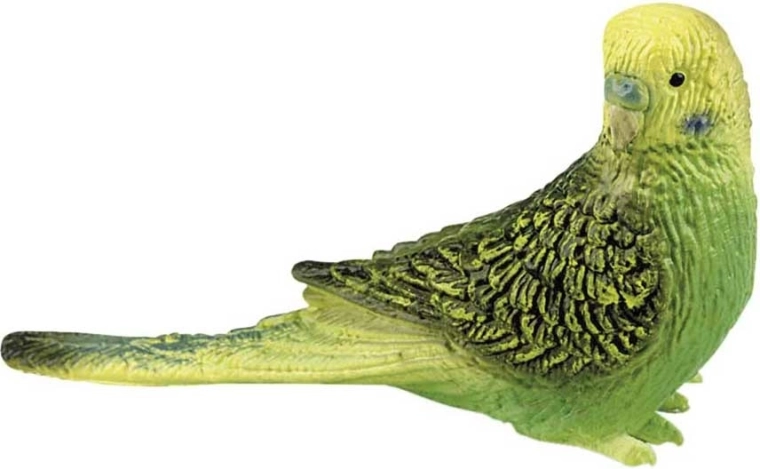 Green budgie
