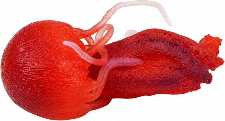 Realistic details and flexible tentacles