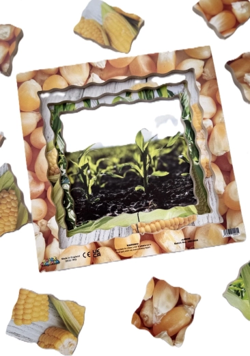 Four stages of corn growth