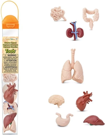 Safari Ltd. Toobs Human Organs – educational figurine set in a tube