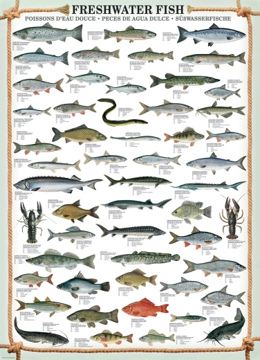 EUROGRAPHICS Puzzle Freshwater Fish 1000 Pieces