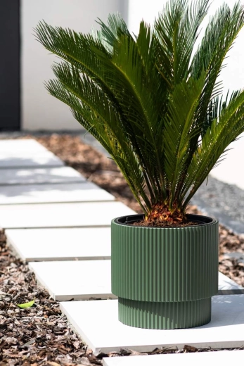 Stylish greenery at the entrance or along pathways