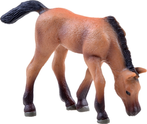 Foal in a natural pose