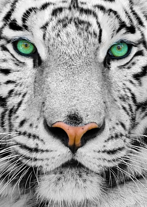 Enjoy puzzle white Siberian tiger 1000 pieces