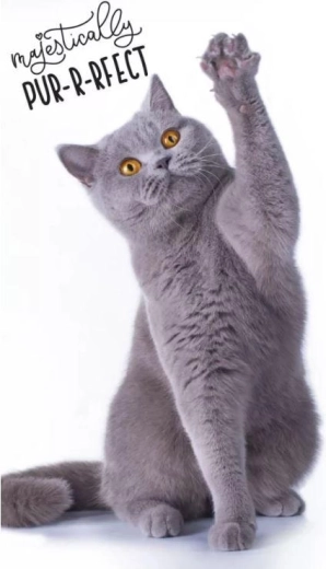 Кърпа с котенце