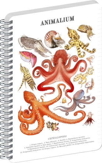 Notique spiral notebook Animalium Cephalopods, ruled, A4