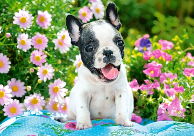 Пъзел 500 части French Bulldog Puppy