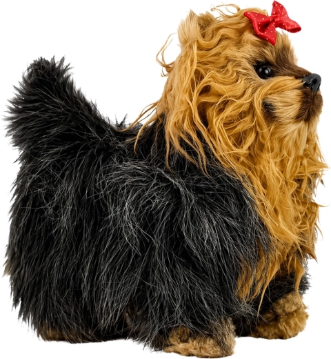 Cute Yorkshire Terrier appearance