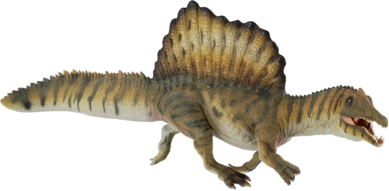 Characteristic dorsal sail