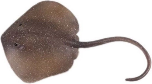 Figurine Eastern Fiddler Ray