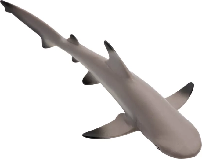 Typical black tips of the fins
