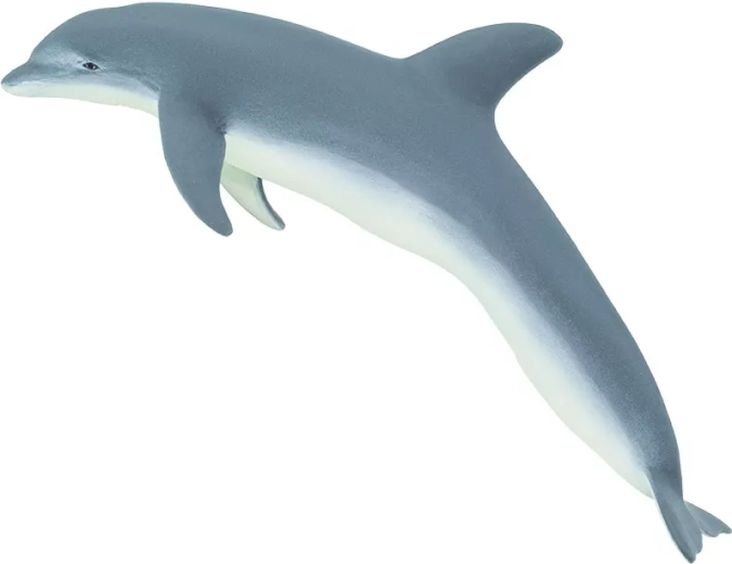 Bottlenose Dolphin Safari Ltd.