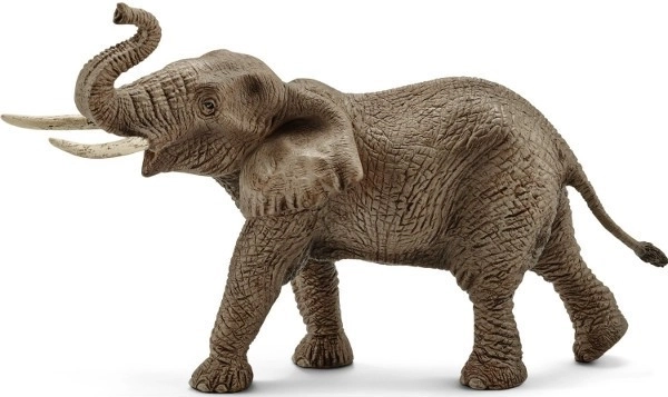 African Elephant - Male