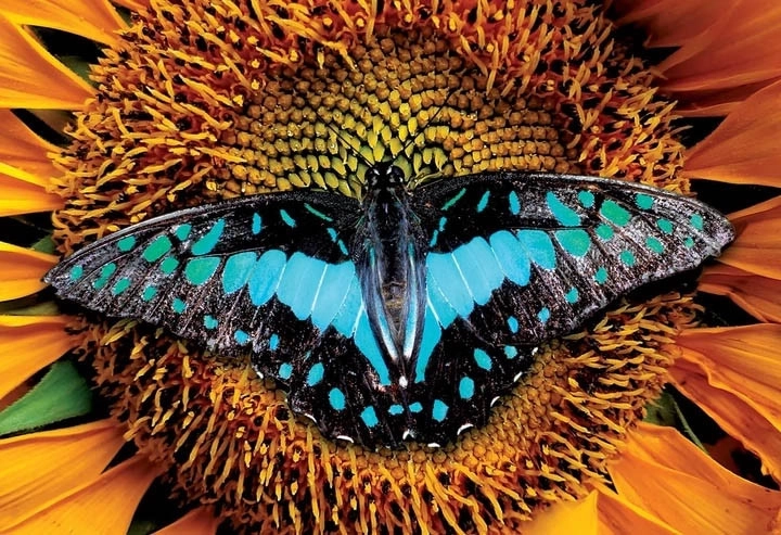 Interdruk Puzzle Colorful Nature: Butterfly 250 Pieces