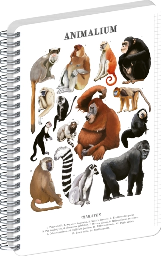 Notique spiral notebook Animalium – Primates, A4, squared