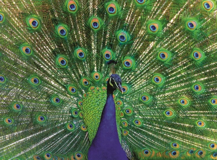 RAVENSBURGER Puzzle Majestic Peacock 500 pieces