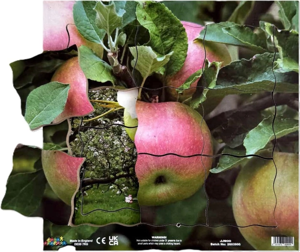 Just Jigsaws Apple and Its Vegetative Growth Stages – Wooden Layered Puzzle, 19 Pieces