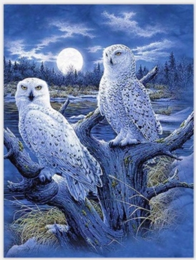 Norimpex Paint by Numbers Owls and Moon 40 × 50 cm